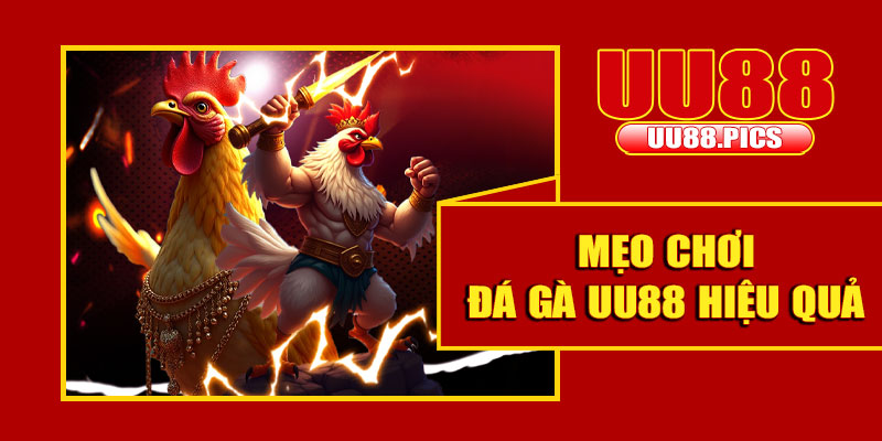 Mẹo chơi đá gà UU88 hiệu quả