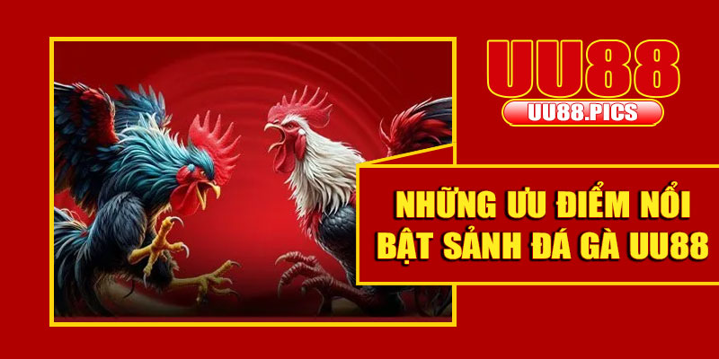 Những ưu điểm nổi bật sảnh đá gà UU88
